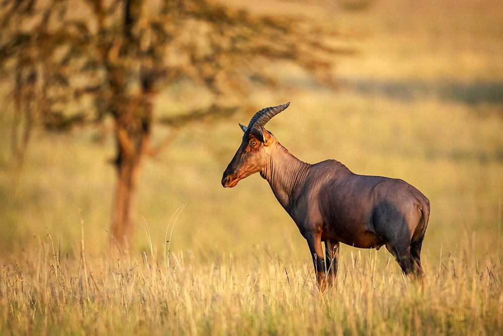 Topi (Damaliscus korrigum) standing in long grass by tree, Serengeti National Park, Tanzania