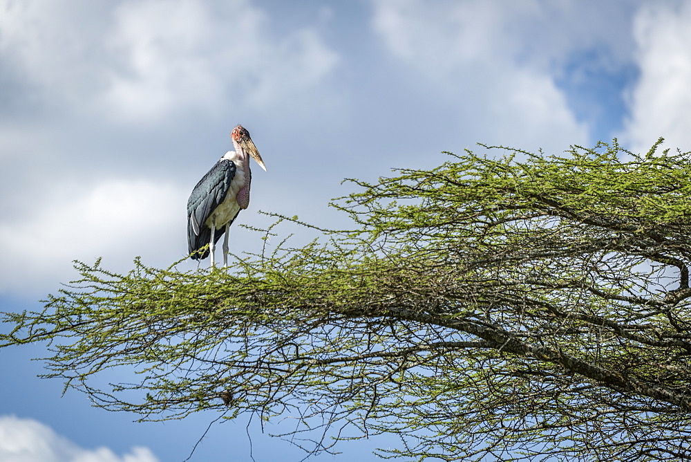 Marabou stork (Leptoptilos crumenifer) stands facing right on branch, Serengeti National Park, Tanzania