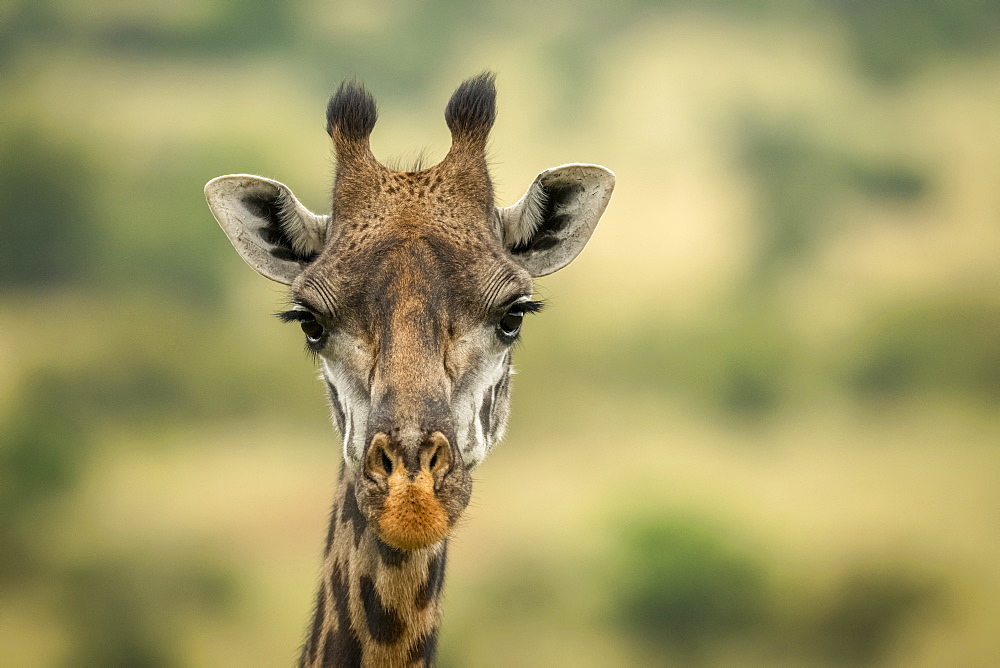 Close-up of Masai giraffe (Giraffa camelopardalis tippelskirchii) head in savannah, Serengeti National Park, Tanzania