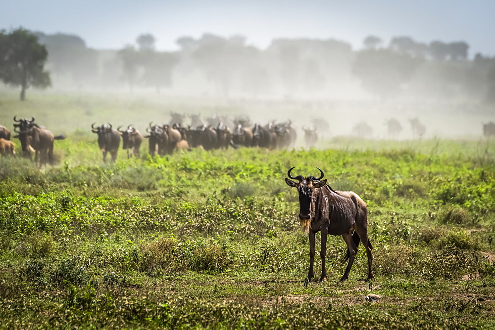 Blue wildebeest (Connochaetes taurinus) on the savannah, Serengeti National Park, Tanzania