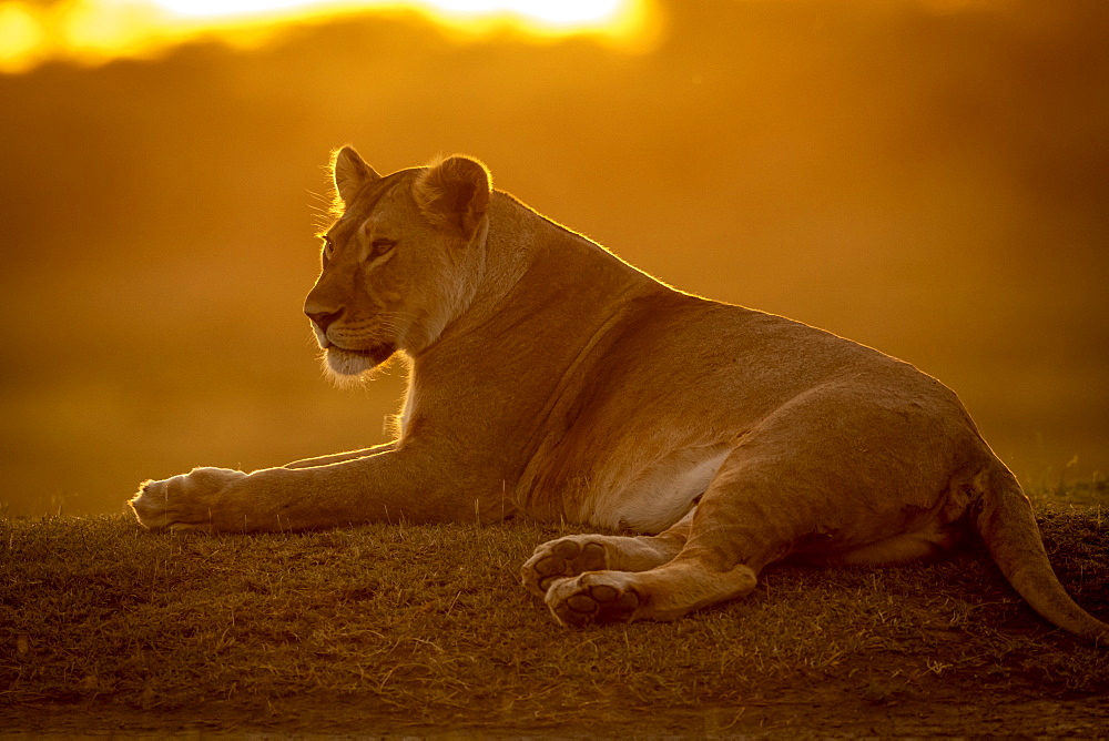 Backlit lioness (Panthera Leo) lies facing left at sunset, Serengeti National Park, Tanzania