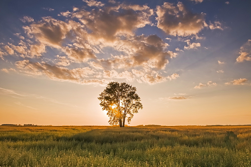 Oat field with cottonwood tree at sunset, near Dugald, Manitoba, Canada