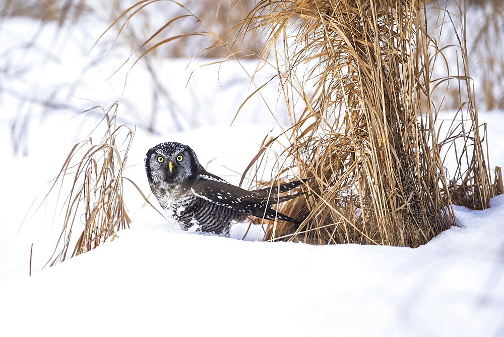 Northern Hawk Owl (Surnia ulula) standing in snow, Alaska, United States of America