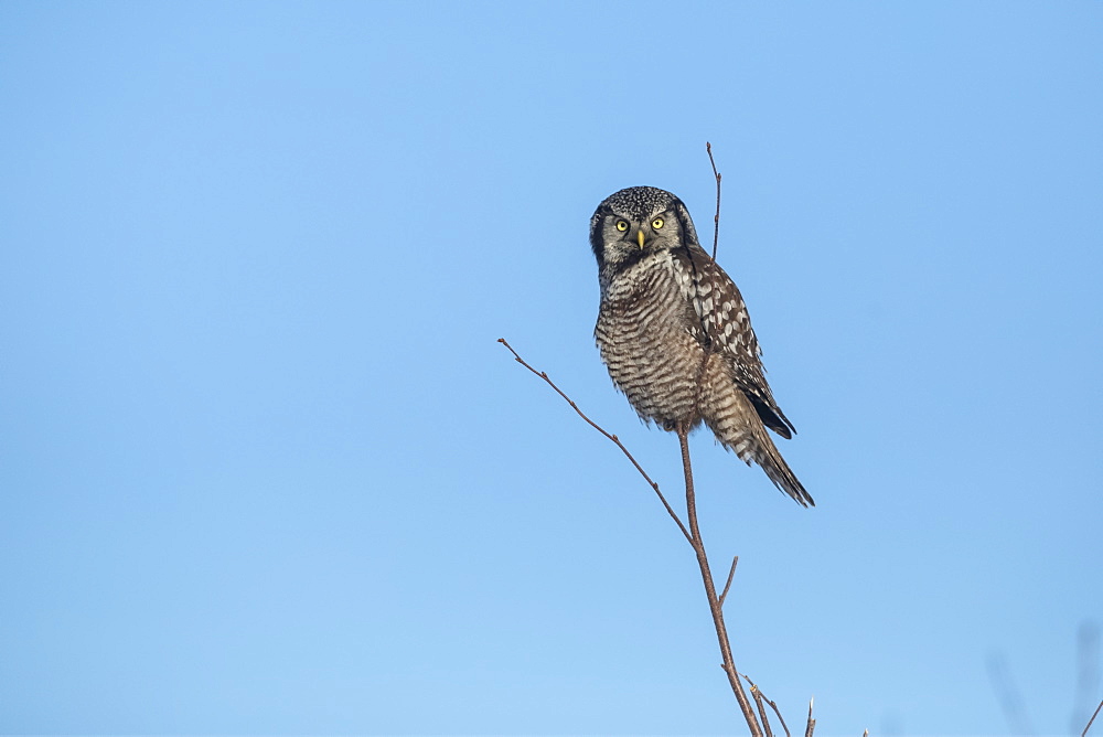 Northern Hawk Owl (Surnia ulula), known for sitting on the highest perch possible while looking for prey such as voles moving below. This one sits on the top of a tree against a blue sky, Alaska, United States of America