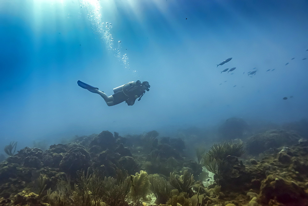 Scuba diver underwater at the dive site Cemetery Wall, South side of Roatan Island, Bay Islands Department, Honduras