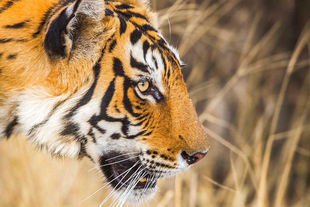 Tiger (Panthera tigris) in the wild, Ranthambhore National Park, Northern India, Rajasthan, India