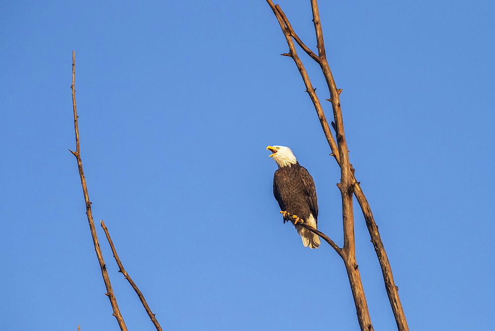 Bald eagle (Haliaeetus leucocephalus) calling out while perched in a tree against a blue sky, Alaska, United States of America