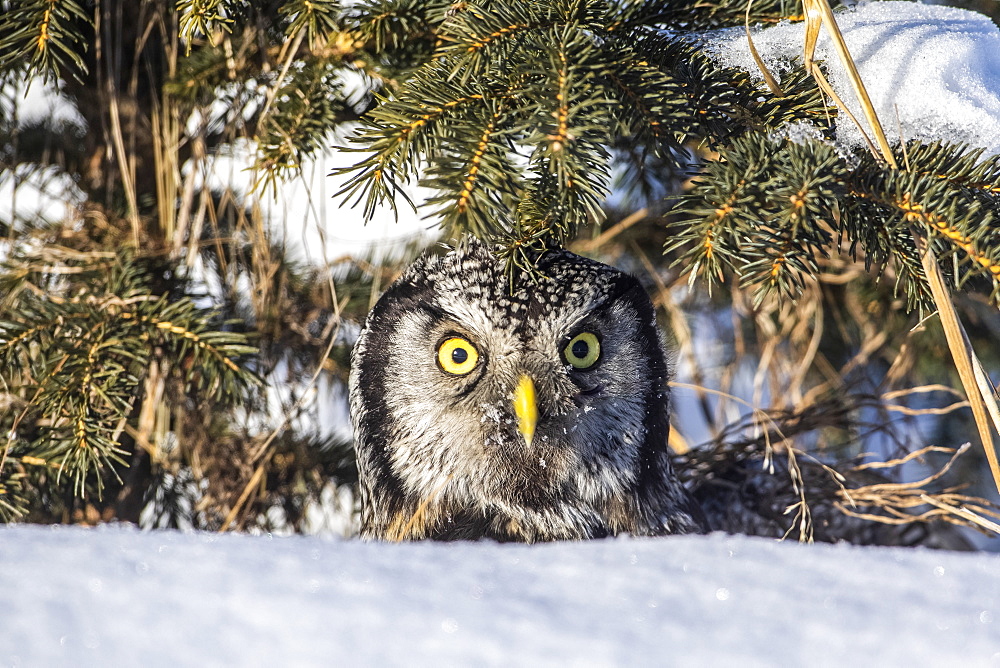 Northern Hawk Owl (Surnia ulula), has just made a vole kill and is about to fly back to a perch to consume it. Grass piece has been removed from face. Owl looks at camera. South-central Alaska, Anchorage, Alaska, United States of America