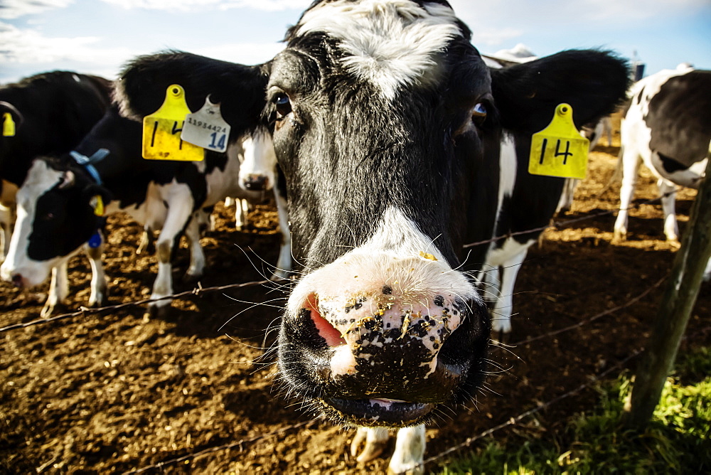 Close-up of the head of a Holstein cow standing at a barb wire fence making a funny face, with identification tags in it's ears on a robotic dairy farm, North of Edmonton, Alberta, Canada