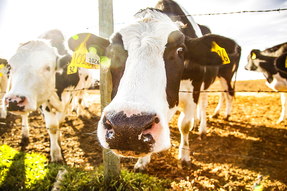 Two Holstein cows standing at a barb wire fence looking curiously at the camera with identification tags in their ears at a robotic dairy farm, North of Edmonton, Alberta, Canada