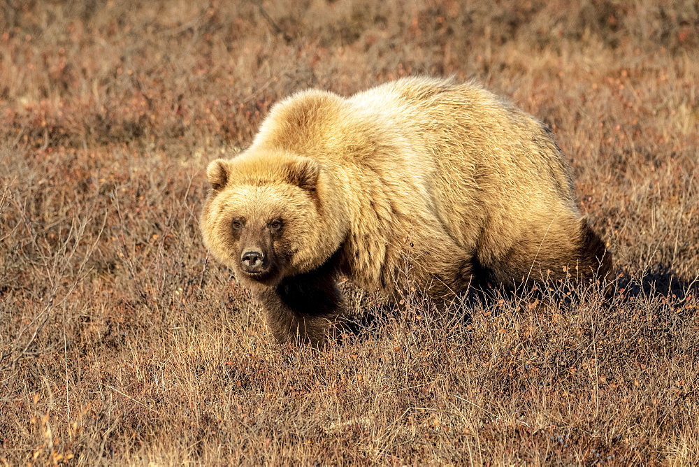 Grizzly bear (Ursus arctos) walking in brown grass looking at the camera, Denali National Park and Preserve, interior Alaska, Alaska, United States of America