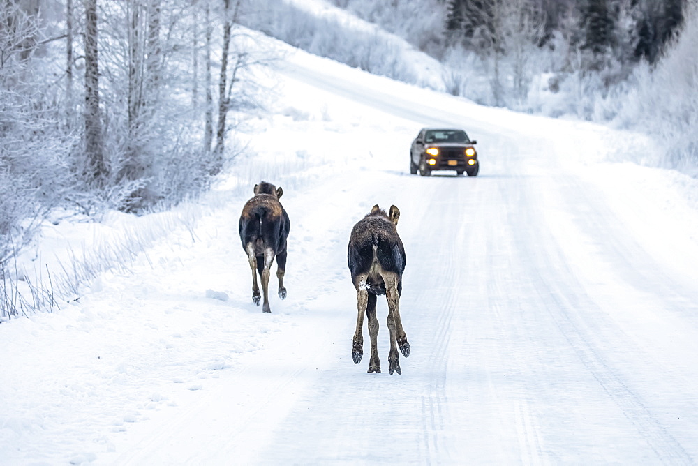 A cow moose (Alces alces) and calf trot along the snowy Arctic Valley Road towards a vehicle in winter, passing by a car with little concern, Alaska, United States of America