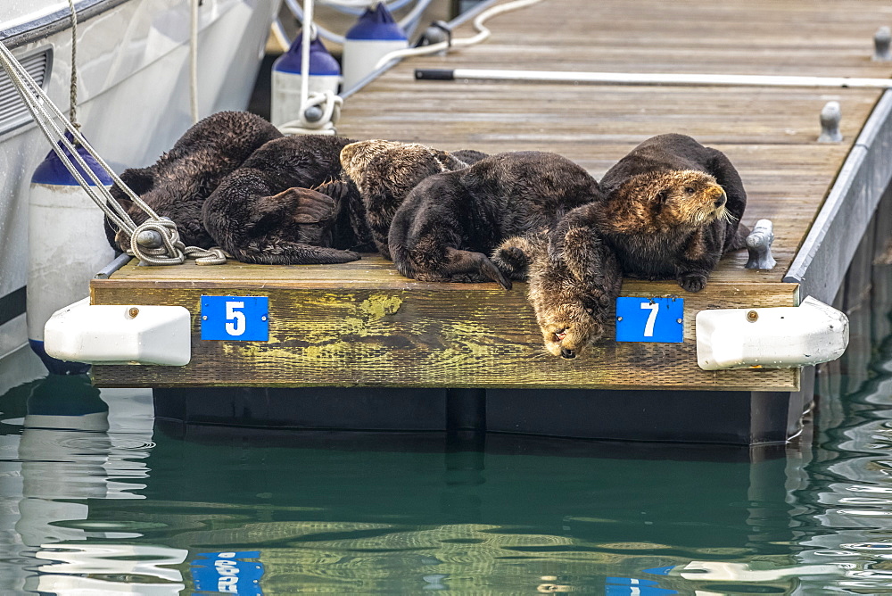 Sea Otters (Enhydra lutris) rest on a dock in the small boat harbour, Seward, Alaska, United States of America