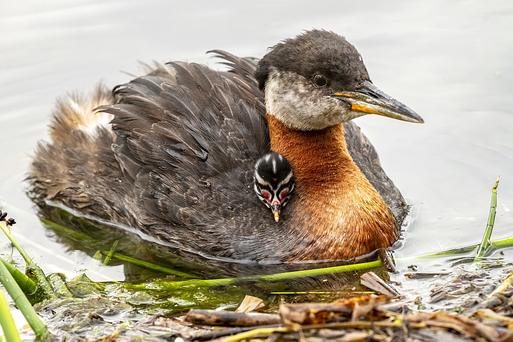 Red-necked grebe (Podiceps grisegena) with chick at the water's edge of Cheney Lake, South-central Alaska, Alaska, United States of America