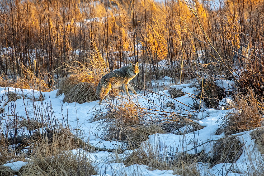 A coyote (Canis latrans) roams through Potter Marsh in Anchorage, Alaska looking for food, South-central Alaska, Anchorage, Alaska, United States of America