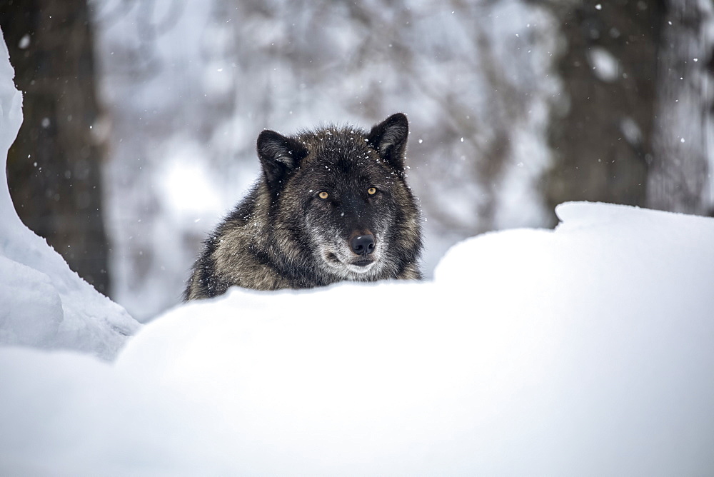 A male Wolf (Canis lupus) rests in the snow and looks at camera, Alaska Wildlife Conservation Center, South-Central Alaska, Portage, Alaska, United States of America