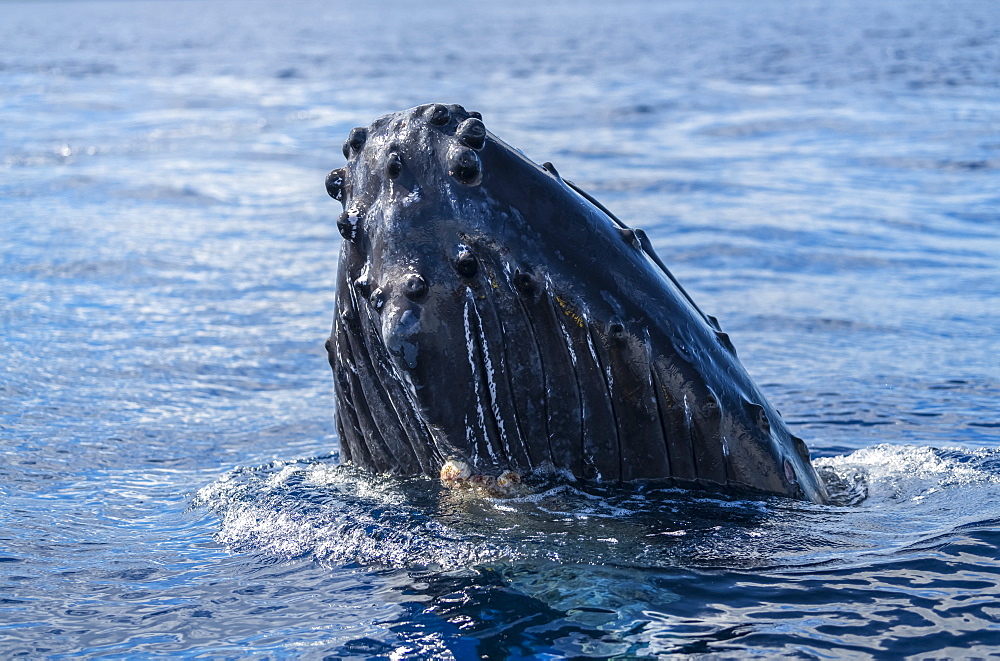 Humpback whale (Megaptera novaeangliae) spyhopping, Lahaina, Maui, Hawaii, United States of America