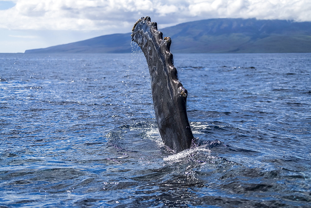 Humpback whale (Megaptera novaeangliae) pectoral fin, Lahaina, Maui, Hawaii, United States of America