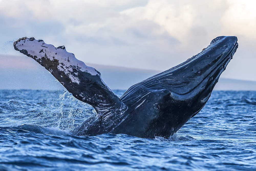 Humpback whale (Megaptera novaeangliae) breaching, Lahaina, Maui, Hawaii, United States of America