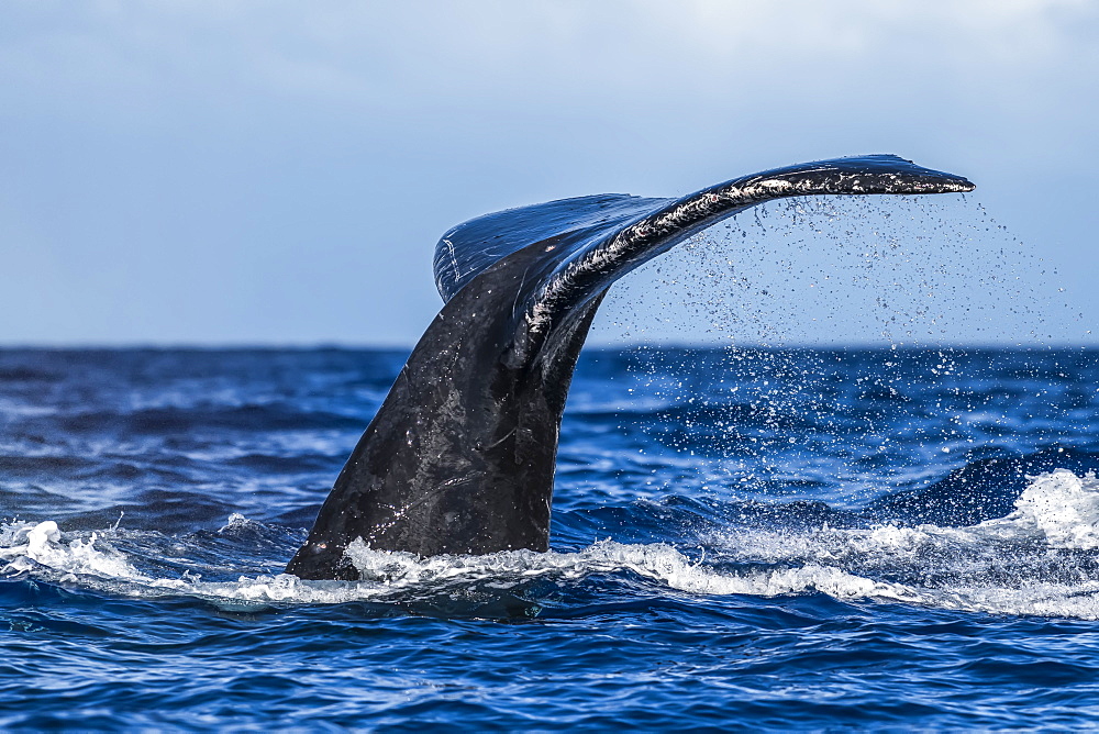 Humpback whale (Megaptera novaeangliae) fluke, Lahaina, Maui, Hawaii, United States of America