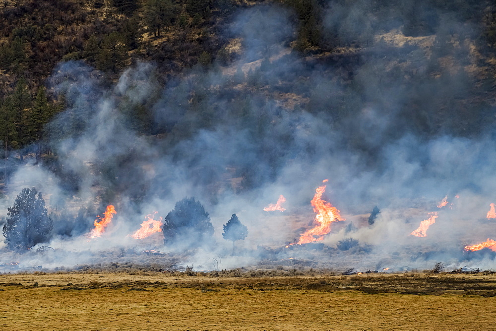 Flames of a prescribed burn, Olene, Oregon, United States of America