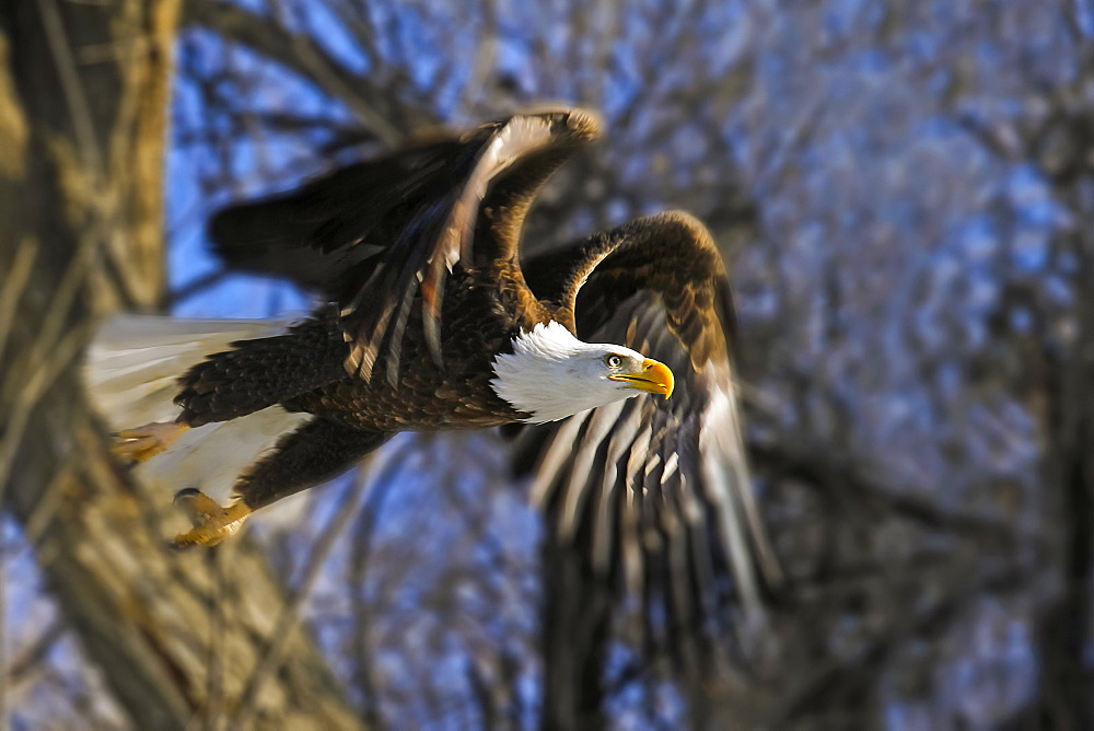 American Bald Eagle (Haliaeetus leucocephalus) taking flight from a tree, Colorado, United States of America