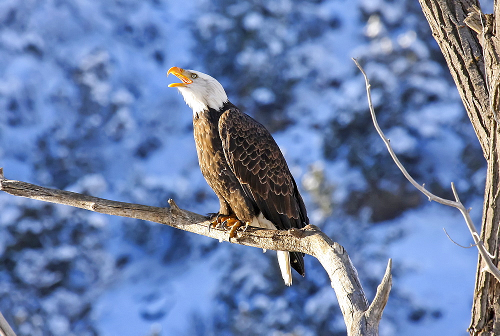 American Bald Eagle (Haliaeetus leucocephalus) perched on a tree branch calling, Colorado, United States of America