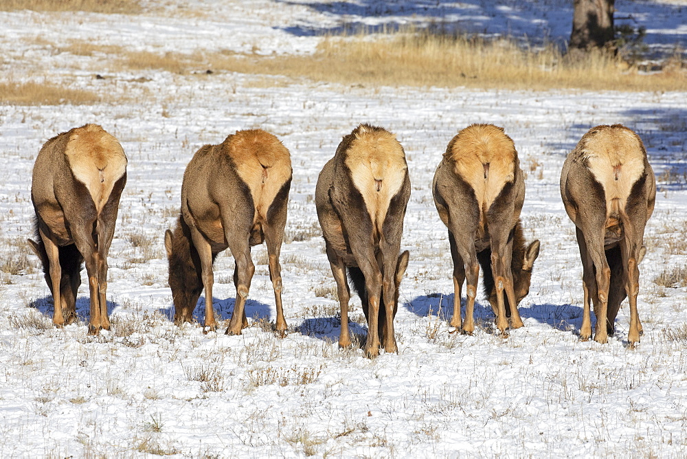 Five cow elk (Cervus canadensis) grazing in the light snow-covered field standing in a row with their white rears showing, Steamboat Springs, Colorado, United States of America