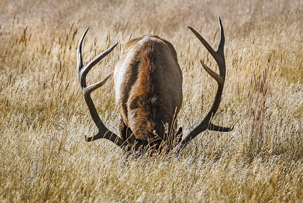 Bull Elk (Cervus canadensis) grazing with head down, Steamboat Springs, Colorado, United States of America