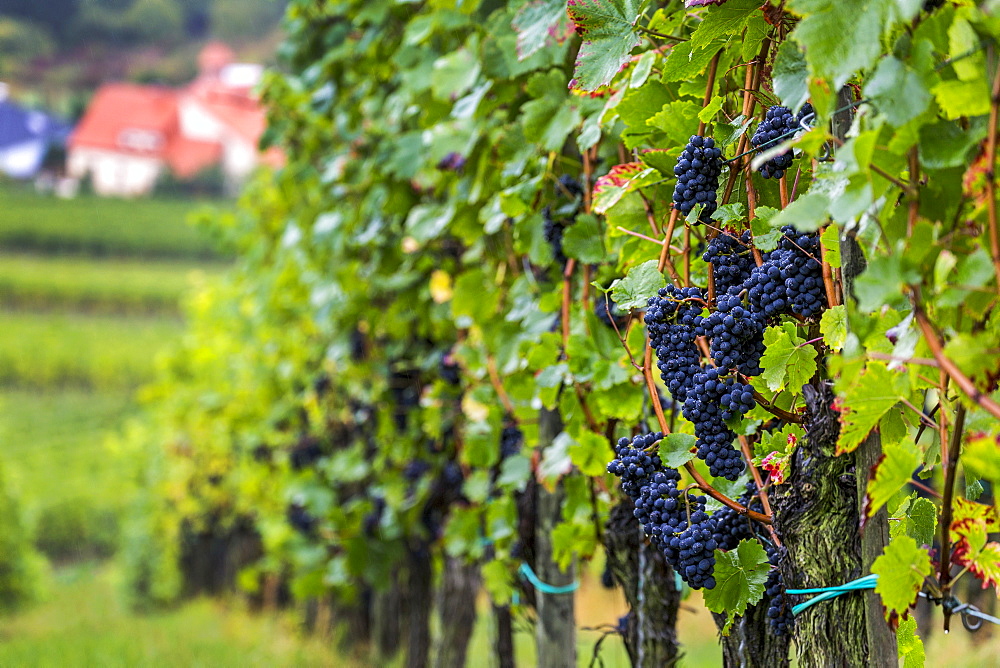 Purple grapes on a hillside vine in a row with village below, Remich, Luxembourg