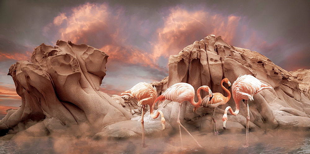 Pink flamingoes stand in shallow water in front of rugged rock formations with a dramatic sky of glowing pink clouds and mist hovering over the water, composite image