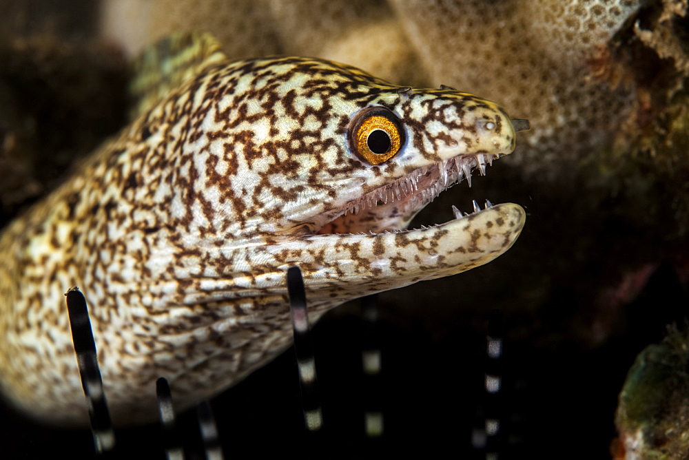 Close-up of a Stout moray eel (Muraena robusta) with sharp teeth, Wailea, Maui, Hawaii, United States of America