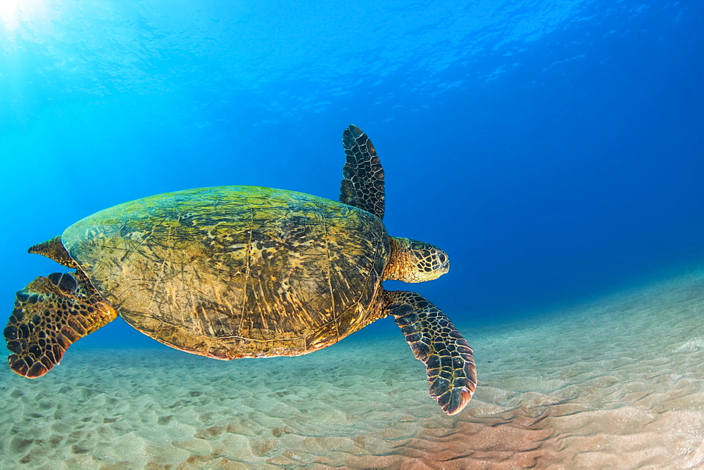 A young Green sea turtle (Chelonia mydas) swims down to reef after taking a break at the surface, Makena, Maui, Hawaii, United States of America