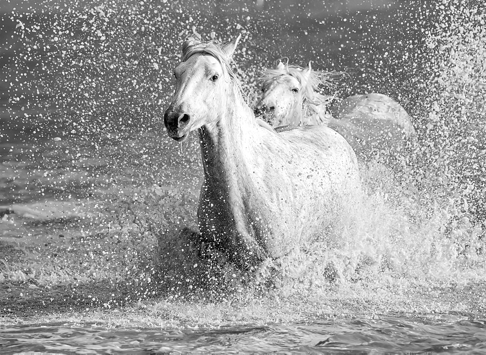 White horses of Camargue running out of the water, Camargue, France