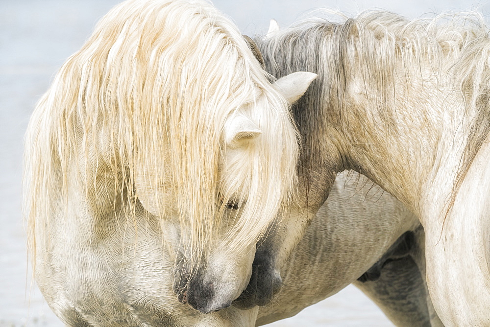 Camargue horses nuzzling each other, Camargue, France