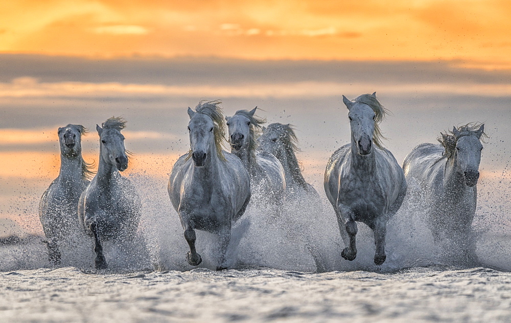 White horses of Camargue running out of the water, Camargue, France