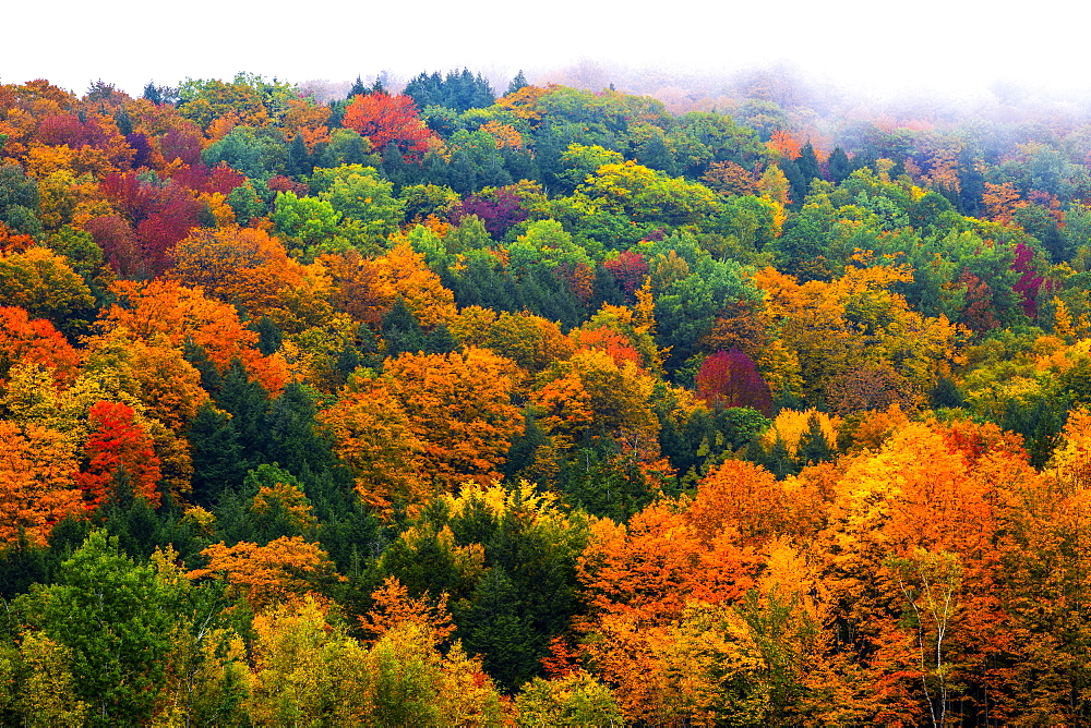 Vibrant autumn coloured foliage in a forest of deciduous trees, Fulford, Quebec, Canada