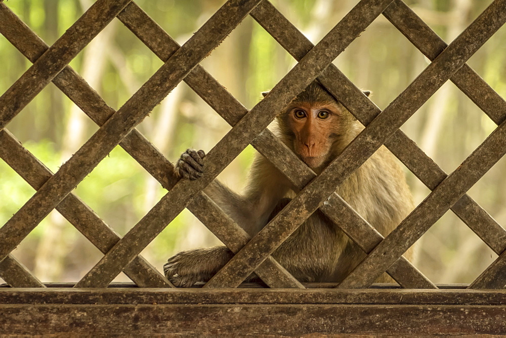 Close-up of long-tailed macaque sits behind wood trellis window, Can Gio, Ho Chi Minh, Vietnam