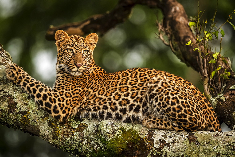 Close-up of leopard (Panthera pardus) lying on lichen-covered branch looking back, Maasai Mara National Reserve, Kenya