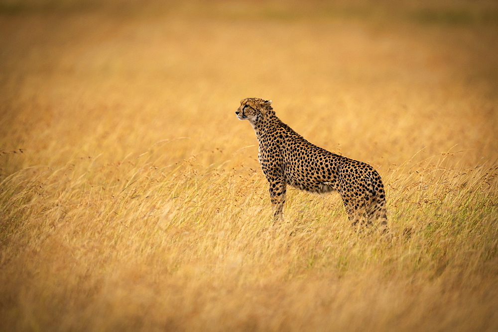 Cheetah (Acinonyx jubatus) stands on mound in long grass, Maasai Mara National Reserve, Kenya