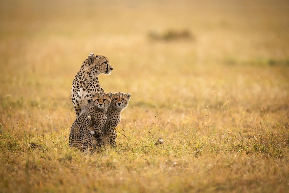 Cheetah (Acinonyx jubatus) sits with two cubs in grass, Maasai Mara National Reserve, Kenya