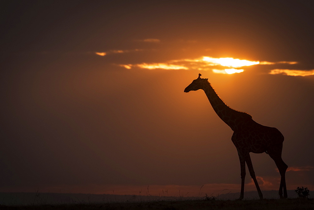 Backlit Masai giraffe (Giraffa camelopardalis tippelskirchii) on horizon at sunset, Maasai Mara National Reserve, Kenya