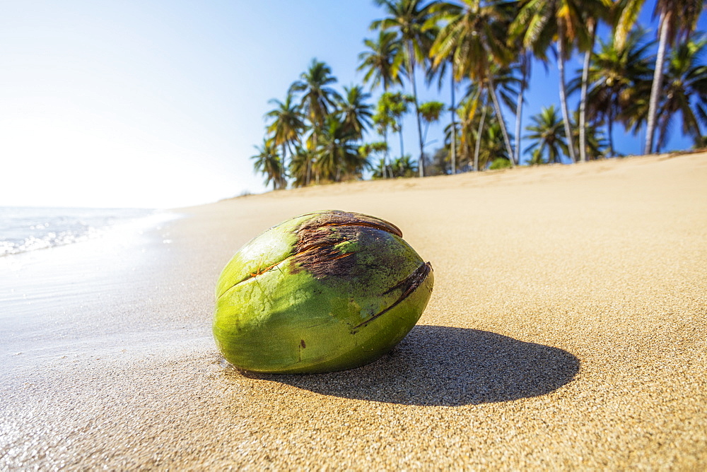 Coconut washes ashore on a beach with palm trees, Lanai, Hawaii, United States of America