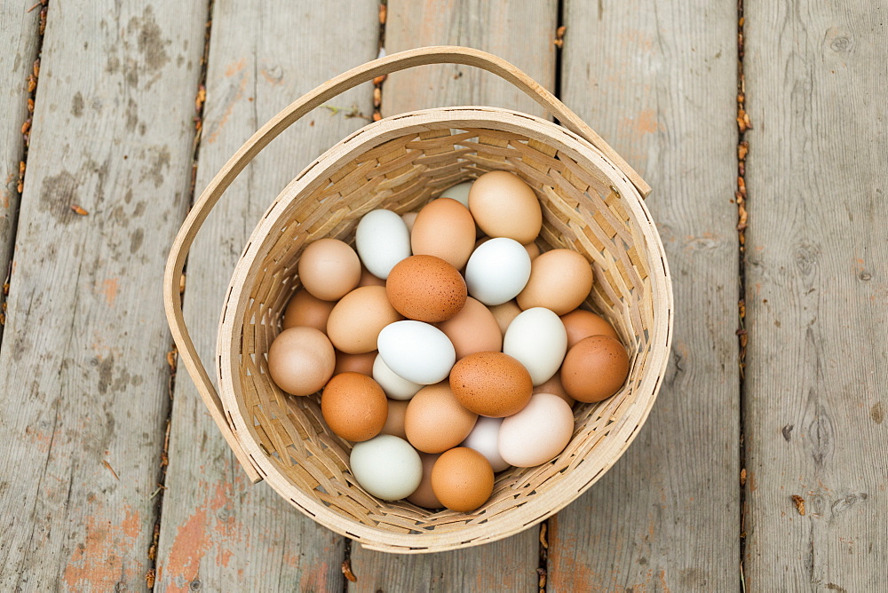 A basket of fresh eggs, Salmon Arm, British Columbia, Canada