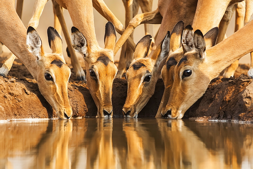 Group of Impalas (Aepyceros melampus) at waterhole, Mashatu Game Reserve, Botswana