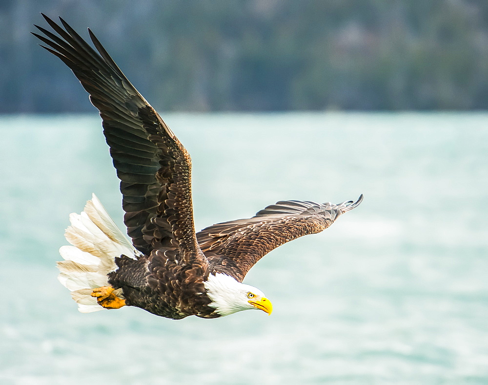 Bald eagle (Haliaeetus leucocephalus) in flight with wings spread over water, Homer, Alaska, United States of America