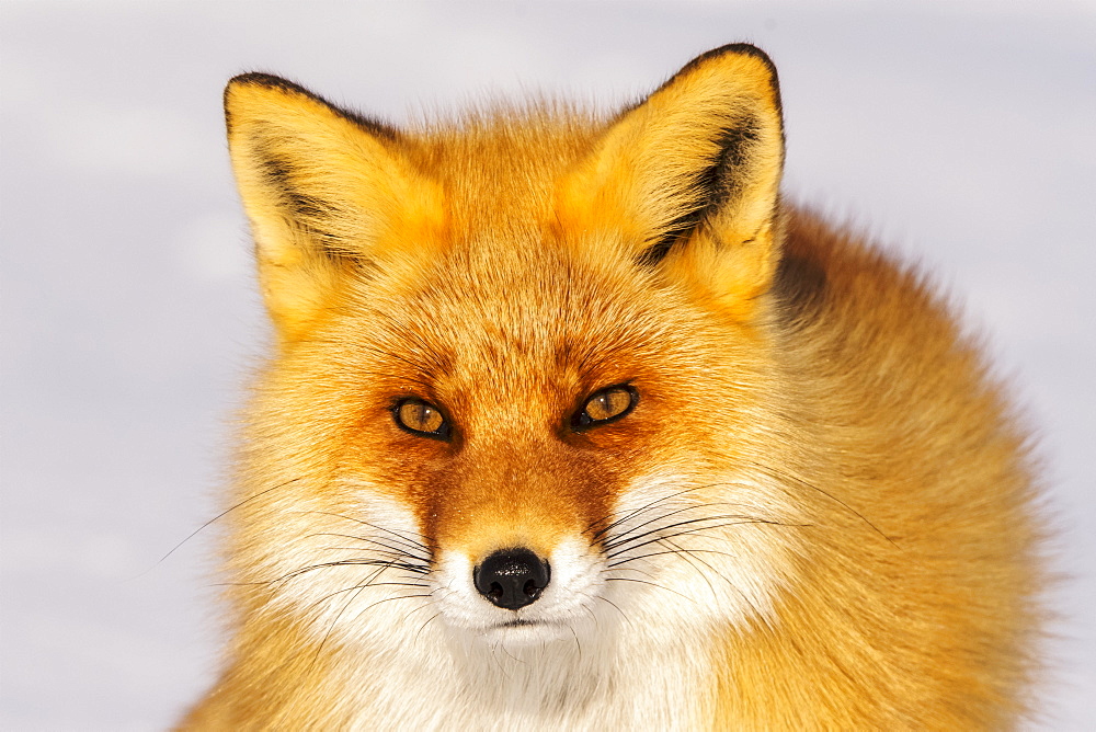 Close-up of a fox, Nemuro Peninsula, Japan