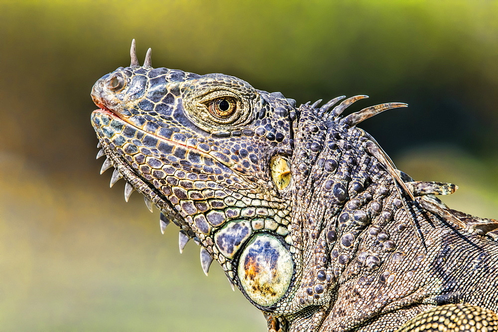 Close-up of the details of the colourful head of an iguana, Corozal Bay, Belize