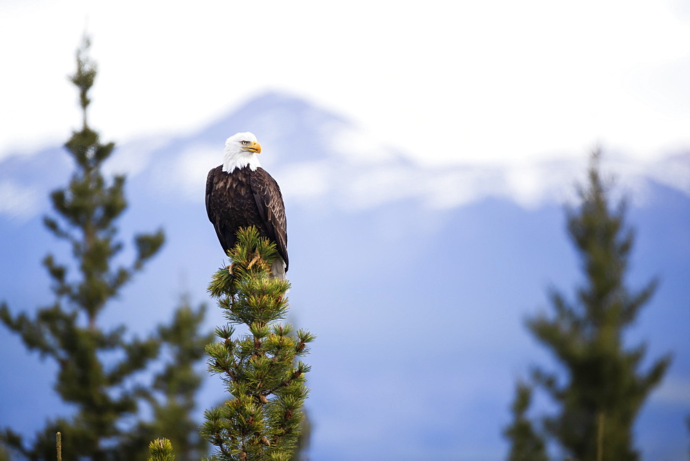 Bald eagle (Haliaeetus leucocephalus) sitting on a tree top, Haines Junction, Yukon, Canada