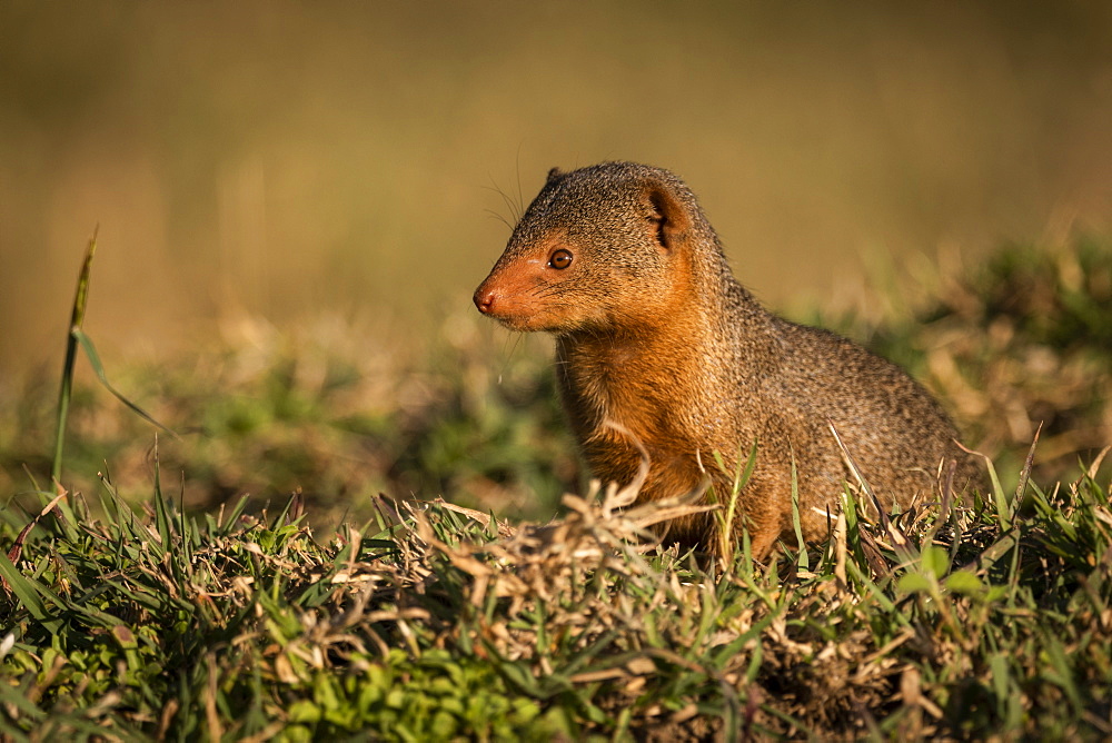 Dwarf mongoose (Helogale parvula) sits in grass looking left, Maasai Mara National Reserve, Kenya